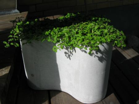 gallery_1308_350_149932.jpg