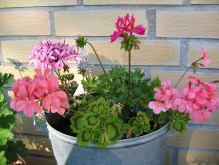 gallery_1308_350_441385.jpg