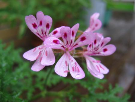 gallery_1308_58_108341.jpg
