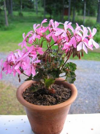 gallery_1308_58_17031.jpg