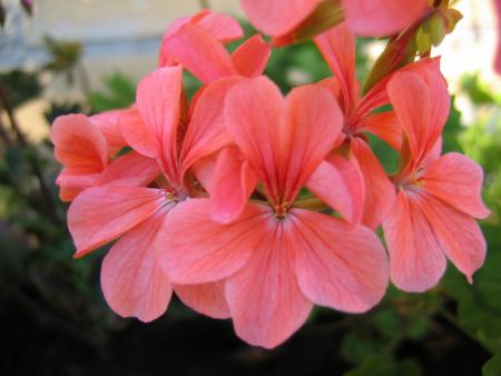 gallery_1308_58_211159.jpg