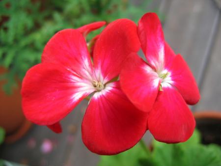 gallery_1308_58_57094.jpg