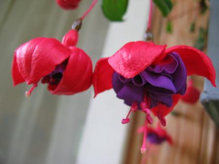 gallery_1308_59_45715.jpg