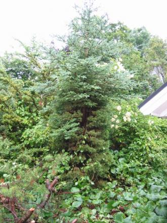 gallery_6039_353_62859.jpg
