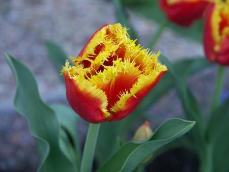 gallery_9553_355_35921.jpg