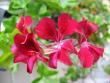 tn_gallery_1308_58_16227.jpg