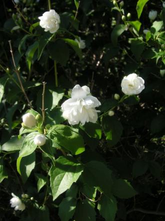 gallery_10108_358_3133.jpg