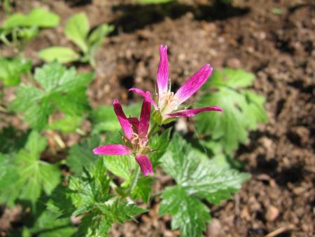 gallery_1308_44_11463.jpg