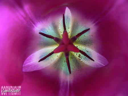 gallery_8040_314_72964.jpg