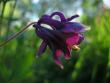 tn_gallery_1308_41_12443.jpg