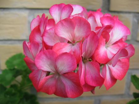 gallery_1308_58_136817.jpg