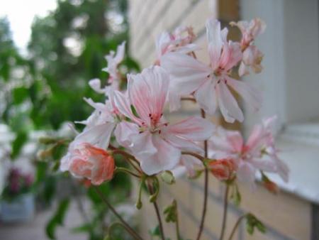 gallery_1308_58_16004.jpg