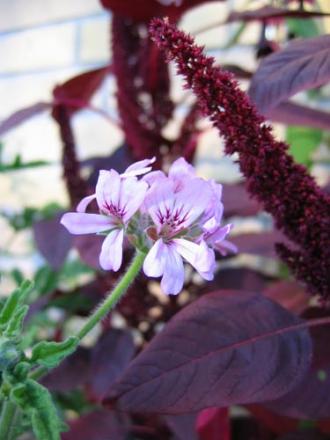 gallery_1308_58_2846.jpg