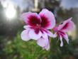 tn_gallery_1308_58_6324.jpg