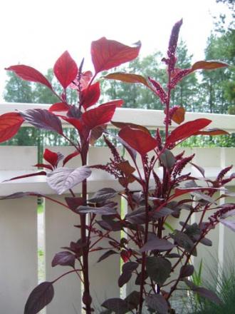 gallery_1308_13_20660.jpg