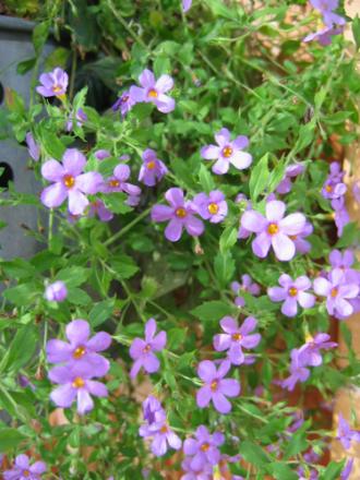 gallery_1308_13_232044.jpg