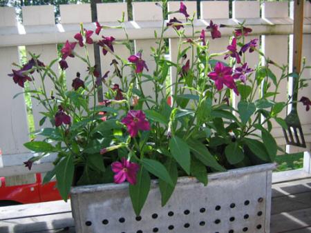 gallery_1308_13_2448.jpg