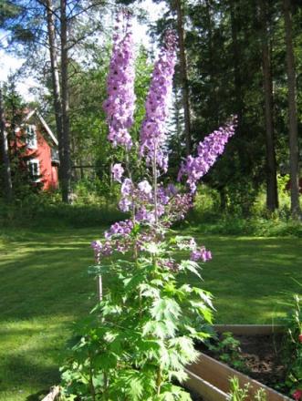 gallery_1308_50_52659.jpg