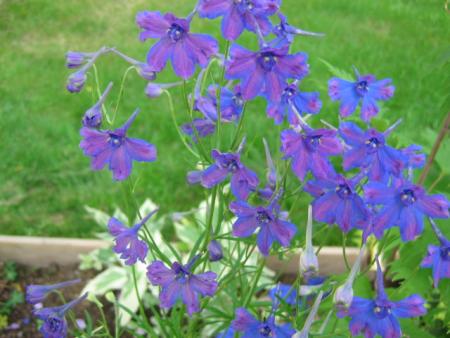 gallery_1308_50_81419.jpg