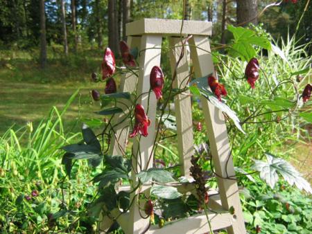 gallery_1308_56_83115.jpg