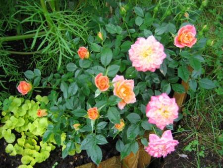 gallery_1308_5_72421.jpg