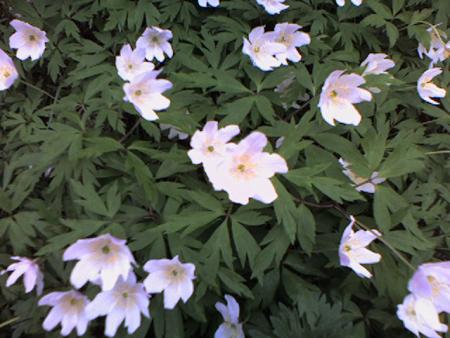gallery_7972_306_28950.jpg