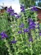 tn_gallery_1308_13_60669.jpg