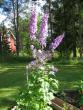 tn_gallery_1308_50_52659.jpg