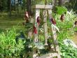 tn_gallery_1308_56_83115.jpg
