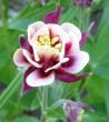 tn_gallery_14_41_46494.jpg