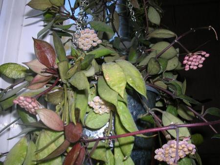 gallery_6805_185_115055.jpg