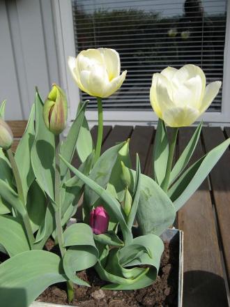 gallery_8205_8_40568.jpg