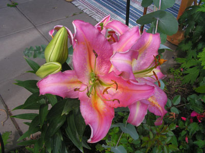 gallery_10184_382_46443.jpg