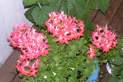 gallery_10184_382_55828.jpg