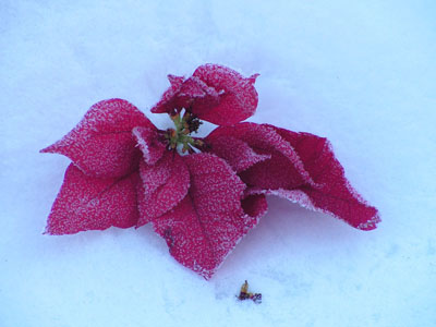 gallery_10184_382_9677.jpg