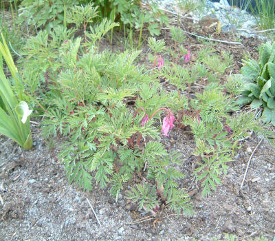 gallery_7440_218_28347.jpg
