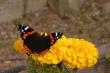 tn_gallery_10184_382_30105.jpg