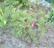tn_gallery_7440_218_28347.jpg