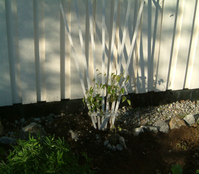 gallery_7440_218_1205.jpg