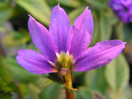 gallery_10184_387_1448.jpg