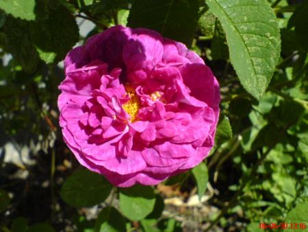 gallery_329_395_29211.jpg