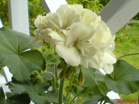 gallery_329_396_21351.jpg
