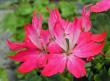 tn_gallery_10184_387_24352.jpg
