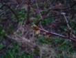 tn_gallery_3388_401_10162.jpg