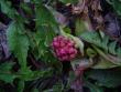 tn_gallery_3388_401_31042.jpg