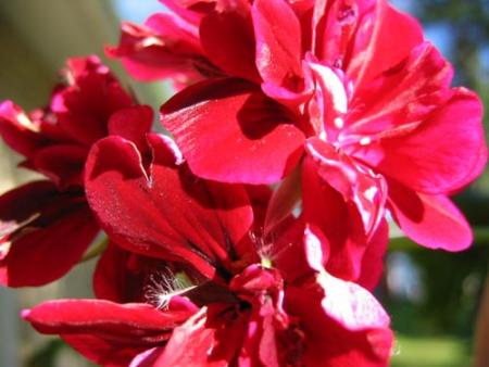 gallery_1308_58_10712.jpg