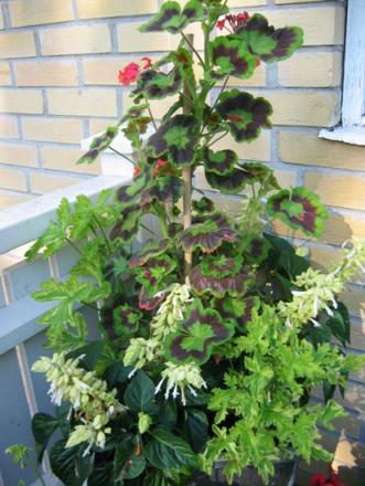 gallery_1308_58_42301.jpg