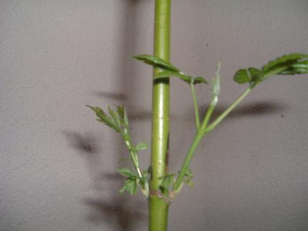 gallery_5651_412_17504.jpg
