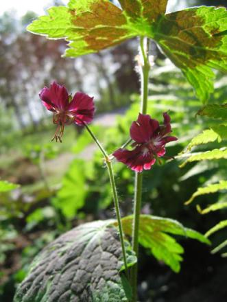 gallery_1308_44_56450.jpg