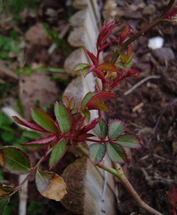 gallery_3388_410_25517.jpg